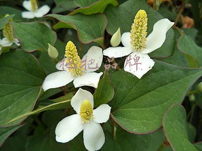 日本拖把品牌(日本主妇最爱蒸汽拖把，140度高温蒸干净地面，犄角旮旯轻松搞定)