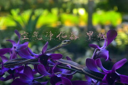 空气净化器 甲醛