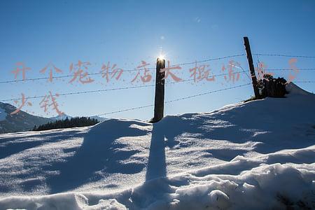开宠物店需要投资多少钱：宠物店投资大概在多少钱