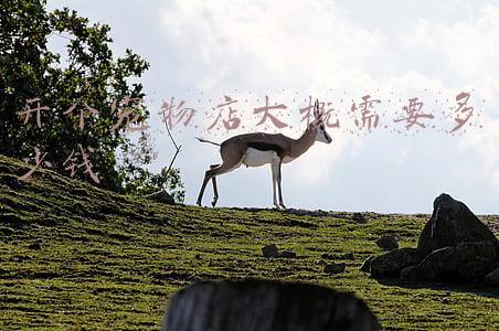 开宠物店需要多少钱-开宠物店的费用