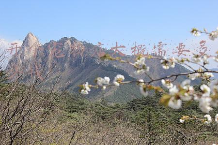 开个宠物美容店需要多少钱《开宠物店需要多少资金》