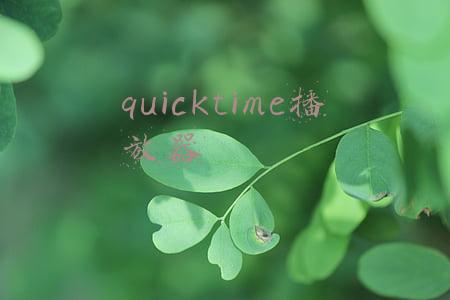 quicktime播放器手机版(QuickTime曝安全漏洞 卸载是唯一办法)