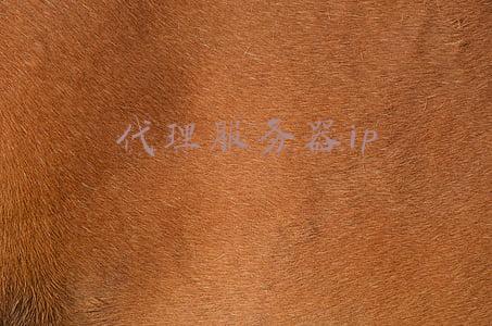代理服务器ip地址和端口号是什么(网络协议端口号知识总结-干货)