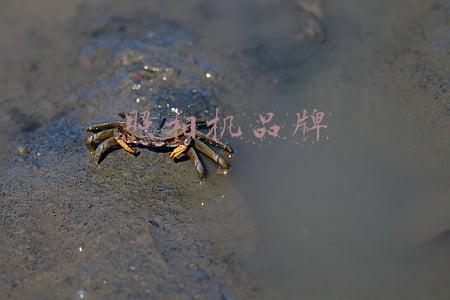 照相机品牌