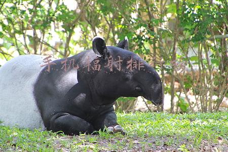 手机辐射排行榜