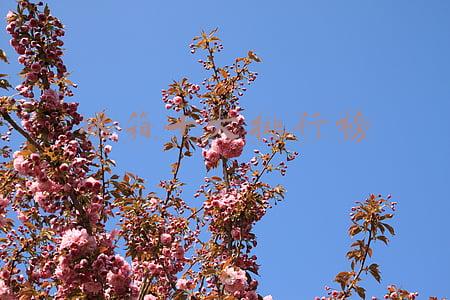 对开门冰箱十大排行榜(一字对开门、十字对开门，哪种冰箱更好？我都用过，可以说说感受)