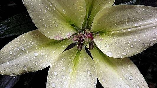 水垢清洗