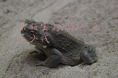 余额宝存1000一个月多少(支付宝存入余额宝1000元一个月有多少收益？)