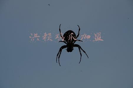 洪赖鸡爪加盟店(卤味界\u0026#34;三巨头\u0026#34;的煌上煌，\u0026#34;老三\u0026#34;地位恐怕不保)
