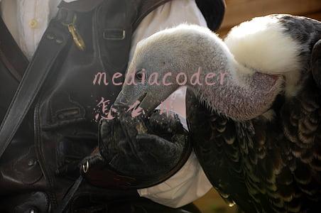 media encoder是干嘛的(Adob​​e发布Premiere Pro 22.2：加速英特尔/英伟达GPU的HEVC 10bit编码)