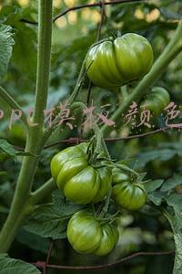 ppt模板颜色可以调整吗(秃头设计师含泪传授绝招：一分钟给300页PPT换颜色！建议收藏备用)