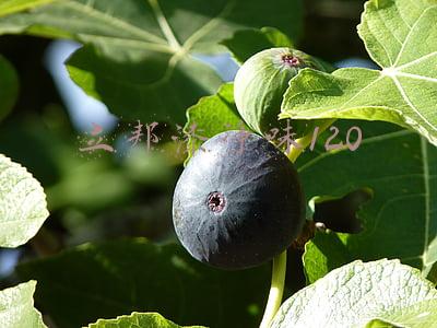 立邦漆净味120抗菌无添加(立邦瓷净净味全效 通过墙面抗污I级标准)
