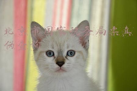 国家税务总局北京市税务局发票真伪查询(北京崇文区发票真伪查询攻略)