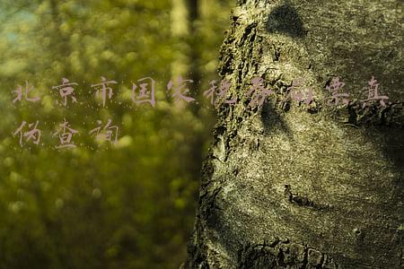 北京市国家税务局票真伪查询