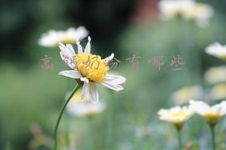 伊利畅悦高钙奶粉(乳业巨头伊利发布半年报：上半年业绩超预期 新品发力贡献15%营收)