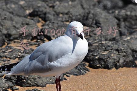 手机root有什么好处