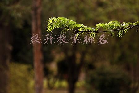 淘宝怎么提升搜索排名(如何提高淘宝搜索排名？——看这里你就知道了)