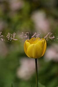 seo关键词优化软件