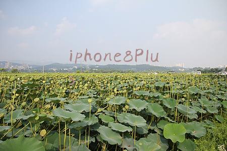 iphone8plus参数(254Ps+390N·m，加92就行！瑞虎8 PLUS鲲鹏版这么狠？)