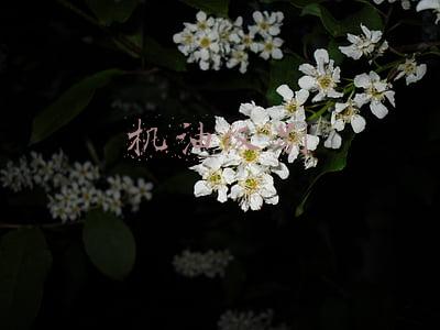 机油级别