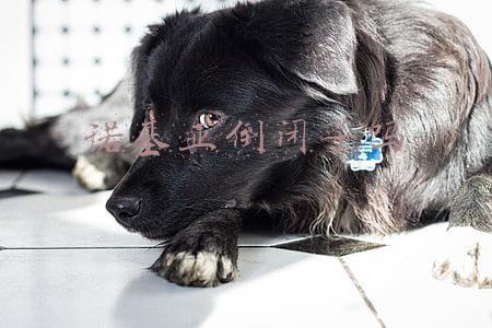 诺基亚倒闭了吗很多机型都买不到了(消失的手机“霸主”：诺基亚的百年帝国，如何轰然倒塌？)