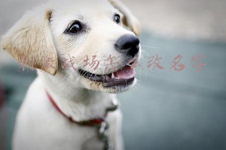 刺激战场怎么改名字