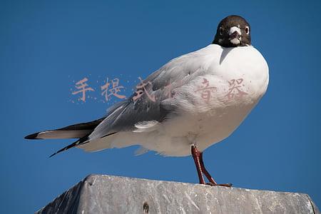 手提式扩音器