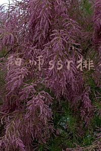 阴阳师ssr排行2022(阴阳师2022年春节骗氪点汇总 对皮肤无感的佛系玩家可以0氪过年)