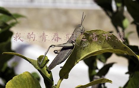 我的青春期迅雷下载