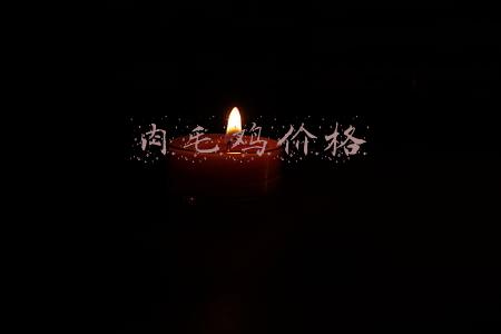 肉毛鸡价格