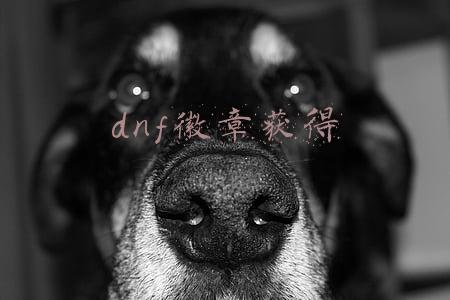 dnf徽章获得