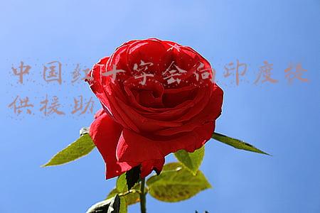 中国红十字会向印度提供援助