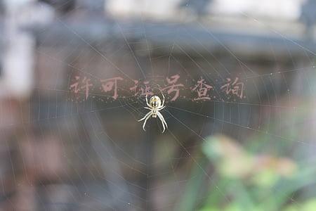 中国生产许可证号查询(「扩散」电子食品生产许可证可线上申领、展示啦)