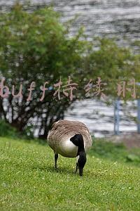 红buff持续时间和刷新时间(红Buff论：射手就要拿红么，什么时候拿红最合适？)