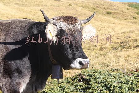 红buff持续多久(王者荣耀：S26野区大变动，粉刀重做自带红Buff，阿古朵春天来了)