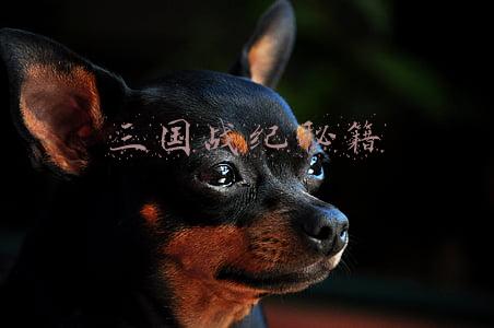 三国战纪秘籍人物(街机回忆录之《恐龙快打》隐藏的小技巧和秘籍到底一共有多少？)
