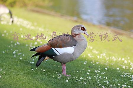 商业地产的运营模式