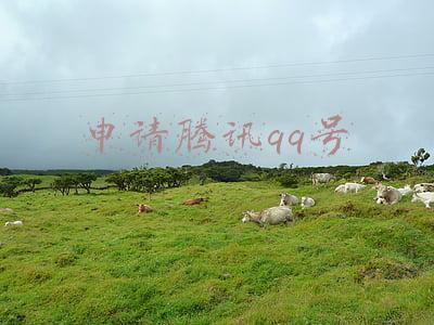 申请腾讯qq号