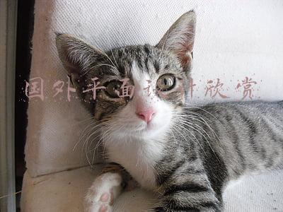 国外平面设计欣赏