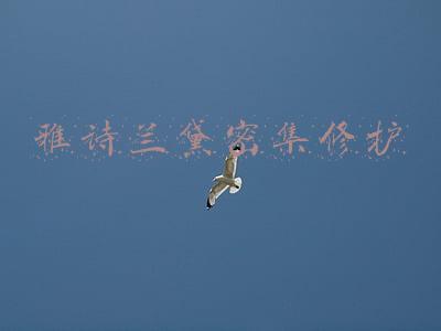 雅诗兰黛密集修护