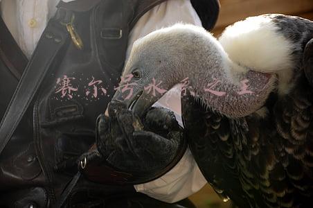 赛尔号水系克制(赛尔号最强水笔没落史：三次洗牌之后，甚至连克制系的都打不过)