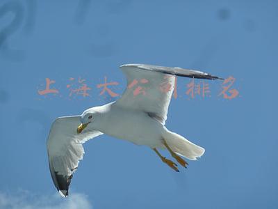 上海最大企业前十名(去年上海继续保持多项“全球最大”和“全国第一”，虎年商务领域将加快形成一批首创性改革)