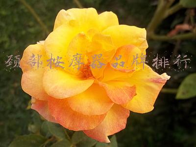颈椎按摩器品牌前十名(恭喜！PGG获评2020中国肩颈按摩仪品牌排行榜TOP前30)