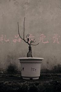 京东礼品卡免费领取