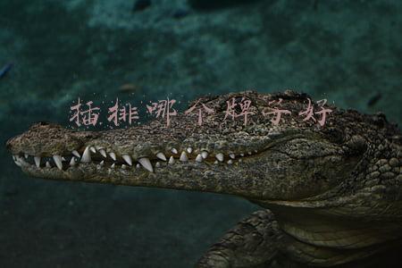 遥控插排哪个牌子好(小米的都没它好用，远程开关机、控制一条龙，向日葵C2插座体验)