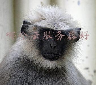 哪个云服务器好