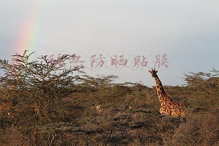 隔热防晒贴膜