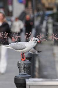 什么牌子的电水壶好用耐用(电烧水壶哪个品牌好？哪个品牌电热水壶安全好用？)