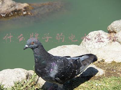 电水壶哪个牌子好质量好又安全(健康安全饮好水，这几款家用电热水壶是首选)