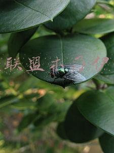 英雄联盟木乃伊出装